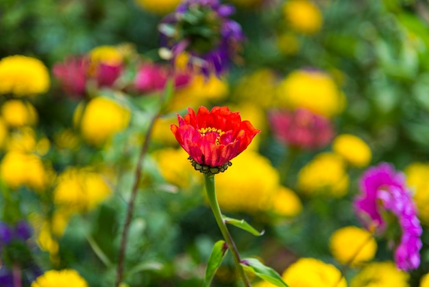 秋の色とりどりの花の背景