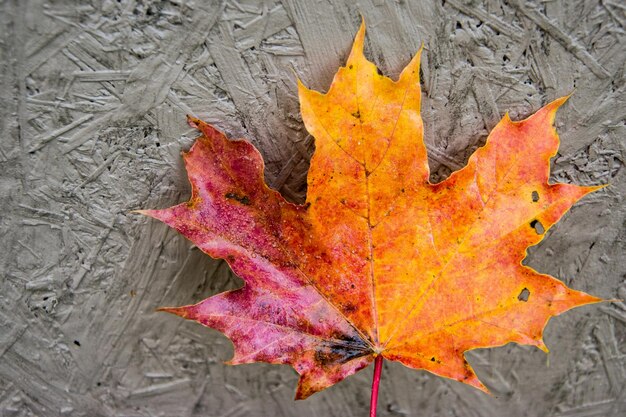 Background of colourful maple leaf in autumn