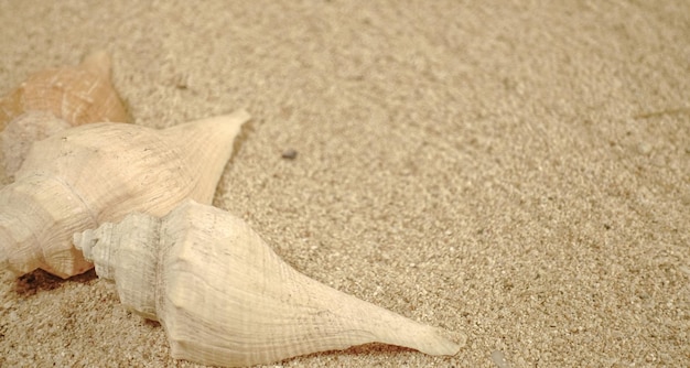 Background concept on the beach with sea shel white sand and green plant with wave pattern