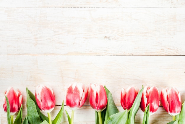 Background for congratulations, greeting cards. Fresh spring tulips flowers