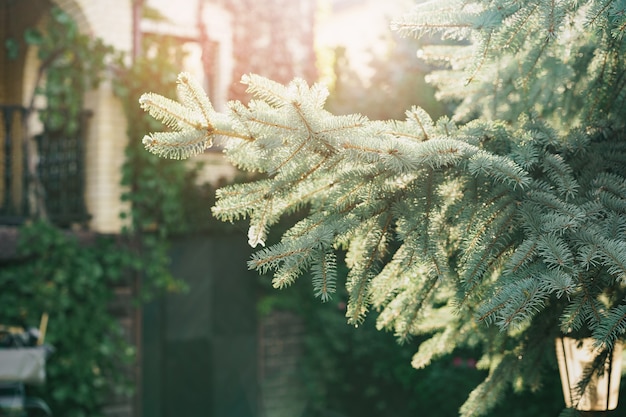 Background of coniferous plant branches close up