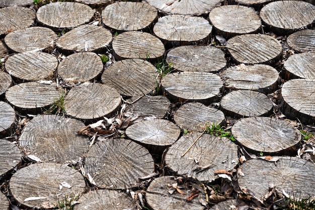 The background consists of a part of the road that consists of cut wooden stumps