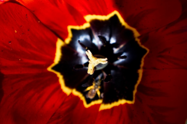 Background core of a blooming red tulip flower close up