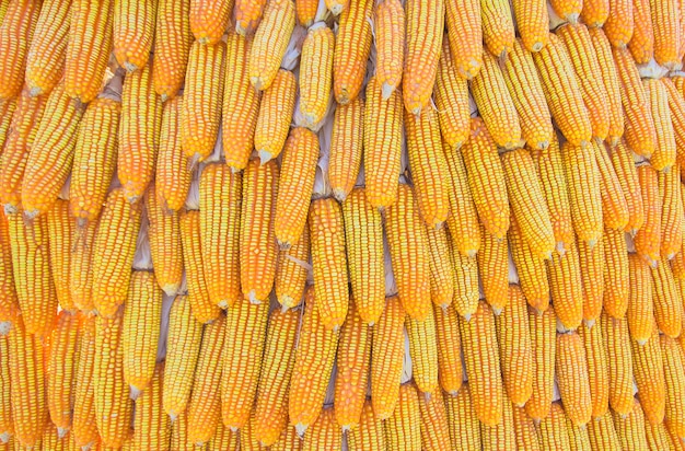 Photo the background of corn