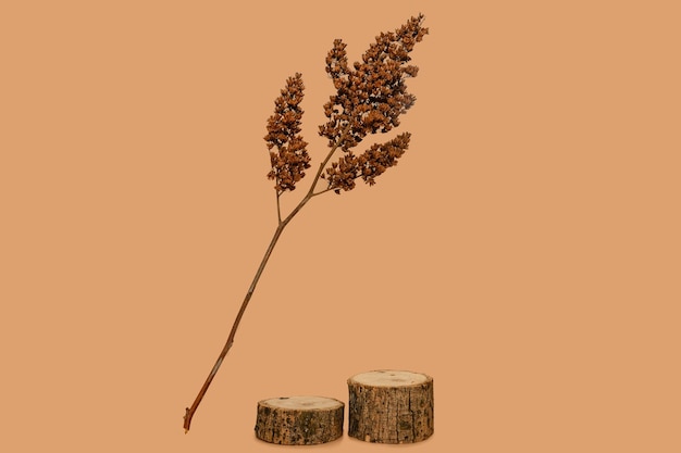 Background for cosmetic products in natural beige color Wooden podium with dried flowers