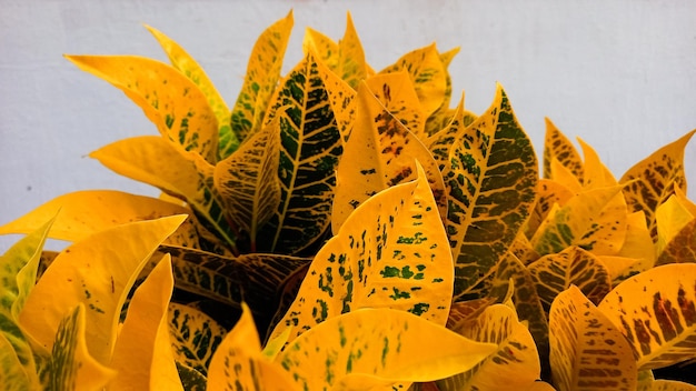 Photo the background of croton leaves is yellow beautiful nature background with croton plant