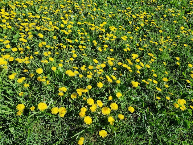 Background of dandelions of the family Taraxacum officinale