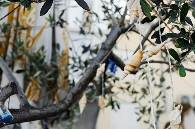 background of decorative garland in the form of seashells hanging on an olive tree. old town Piran