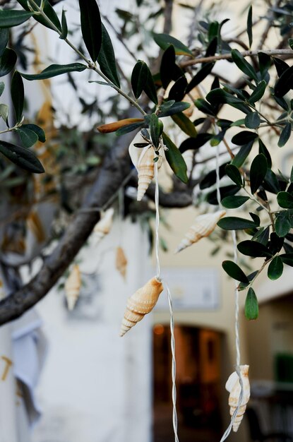 background of decorative garland in the form of seashells hanging on an olive tree. old town Piran.