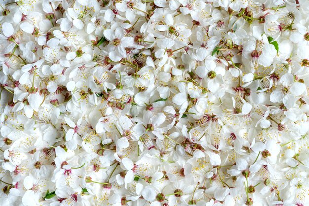 繊細でかわいい大きな桜の花の背景