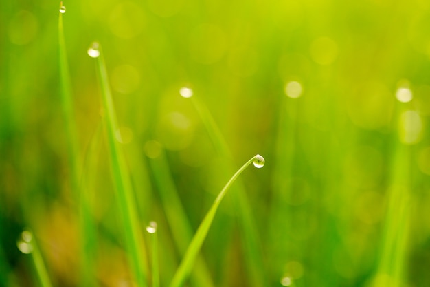 Background of dew drops on bright green grass
