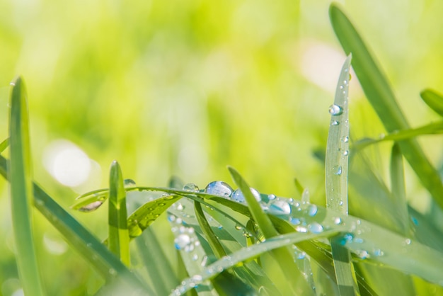 Background of dew drops on bright green grass