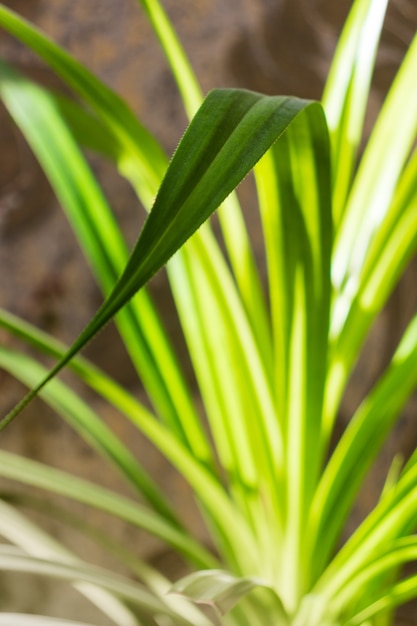 Background of dew drops on bright green grass