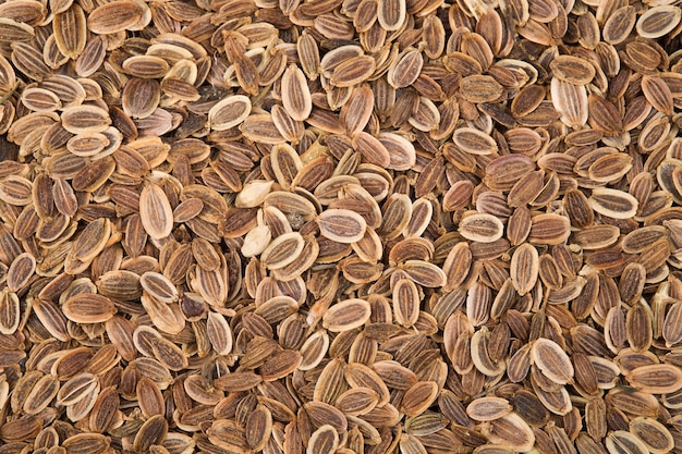 Background of dill seeds