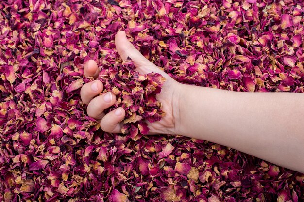 Background of dried rose petals