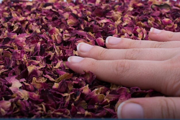 Background of dried rose petals