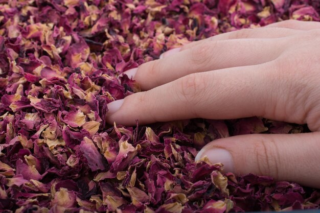 Background of dried rose petals