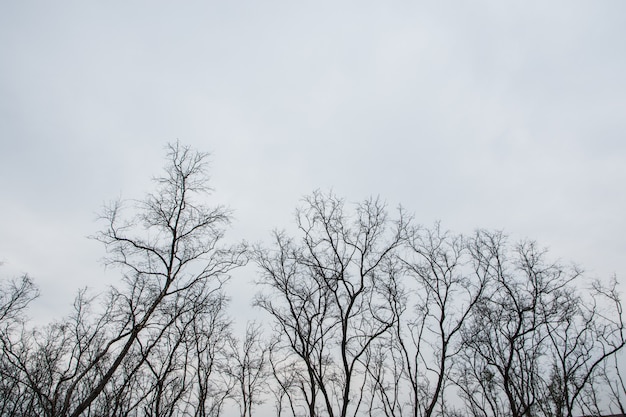 空で死んでいる乾燥した木の枝の背景