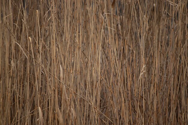 background of dry beige trunks of reeds