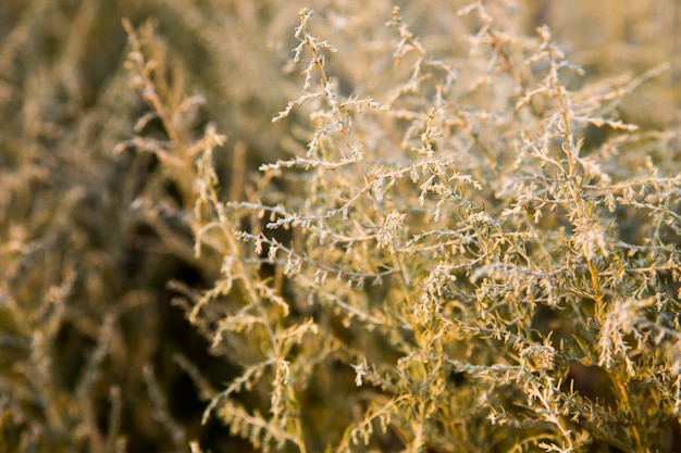 Photo background of dry plants at sunset light