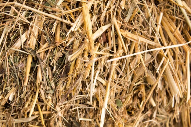 Background of dry straw, macro shot. Hay.