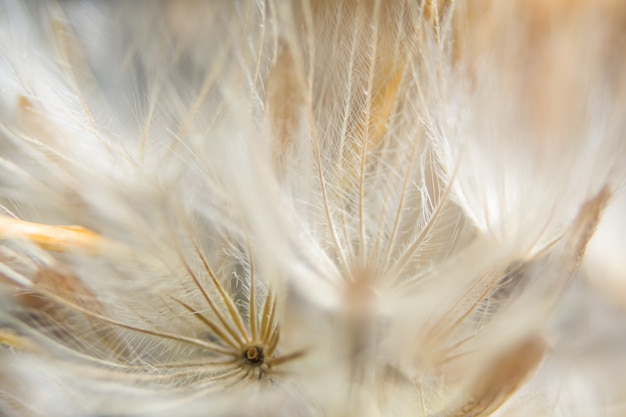 Background dry wild flower macro