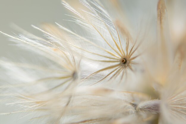 Background dry wild flower macro