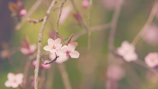 Photo background during spring season full blooming of forest cherryplum tree background in city garden