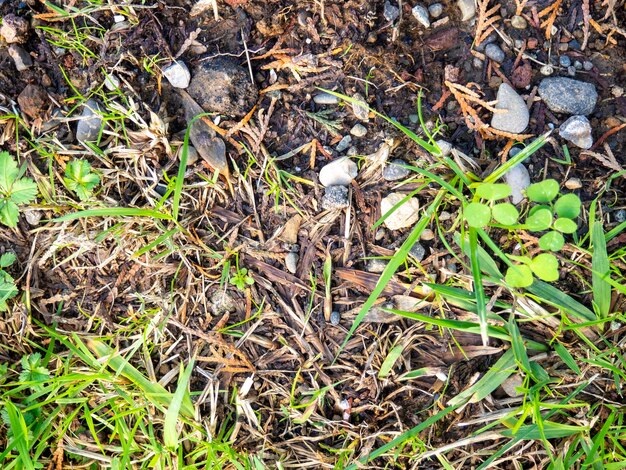 Background of earth stones and fallen leaves Natural background Whats under your feet in the park