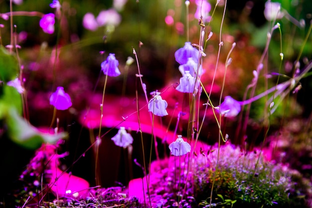 Sfondo di fiori blu di piante da fiore esotiche