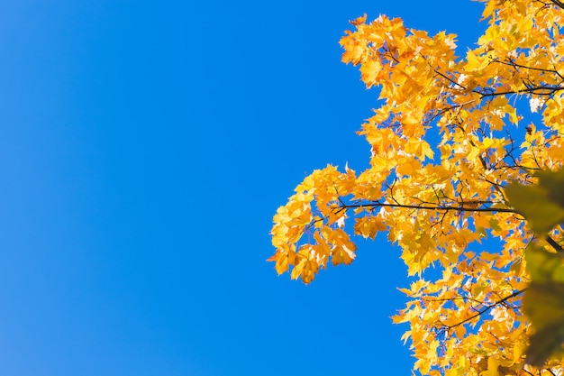 background of fallen autumn leaves