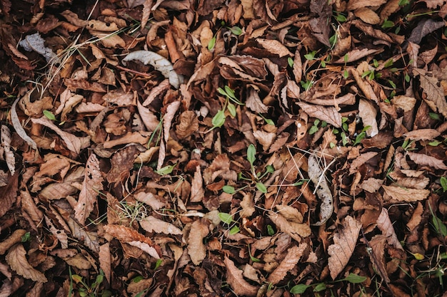 Background of fallen brown leaves. Autumn concept texture.