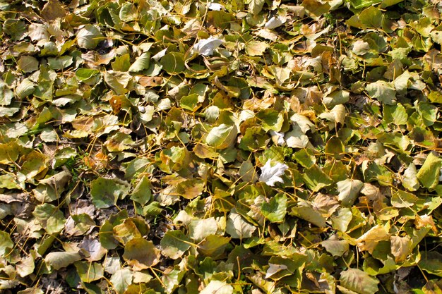 Background of fallen dry leaves