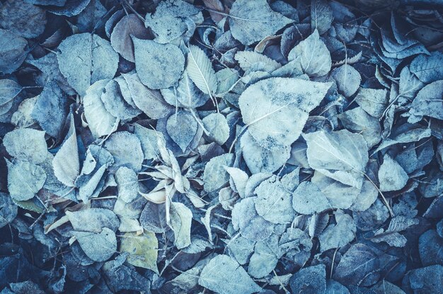 Background of fallen leaves covered with frost and snow Toned and blue