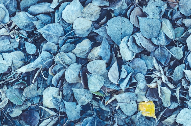 Background of fallen leaves covered with frost and snow. Toned and blue