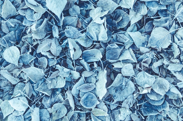 Background of fallen leaves covered with frost and snow. Toned and blue