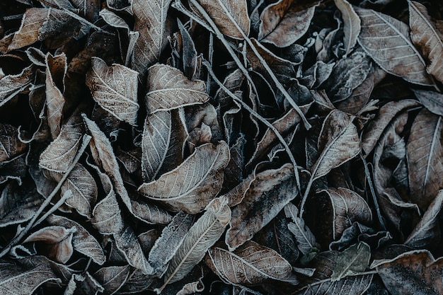 Background of fallen leaves covered with hoarfrost Winter frosts Close up