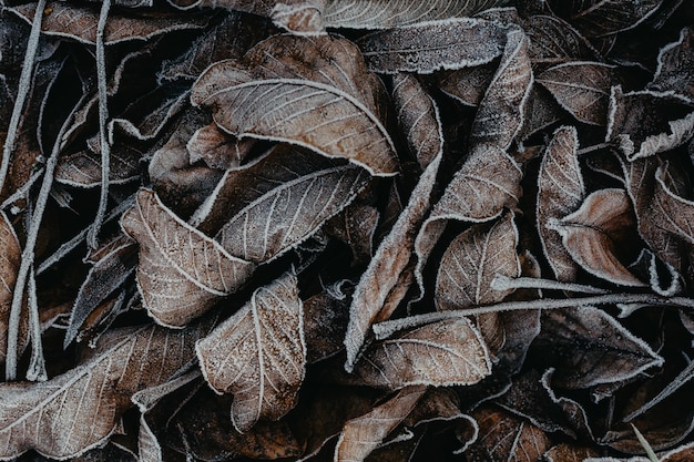 Background of fallen leaves covered with hoarfrost Winter frosts Close up