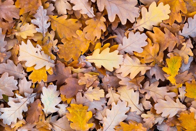 가을 클로즈업에서 화창한 날에 타락한 오크 잎의 배경.