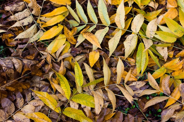 background of fallen yellow autumn leaves