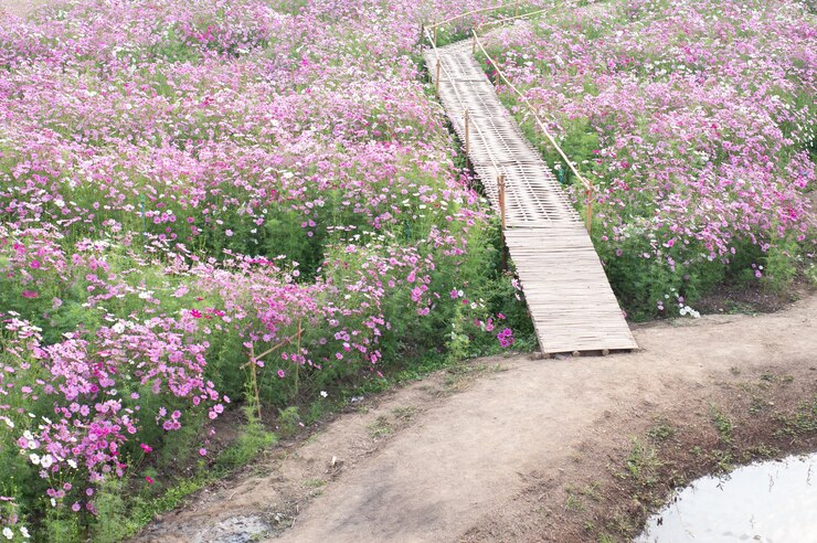 Background field aster of cosmos flower bloom gardens bloom beautifully in winter.