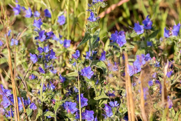 牧草地の青い花の背景フィールド