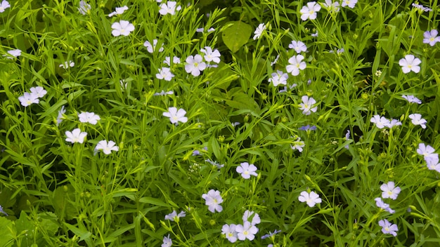 背景、亜麻の花。