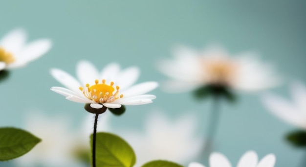 background flower in white fabric