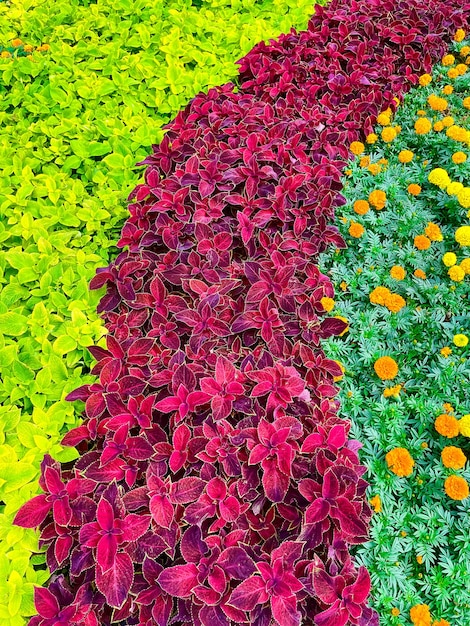 Photo background of flowers, hibiscuses and marigoldes. carpet from flowers