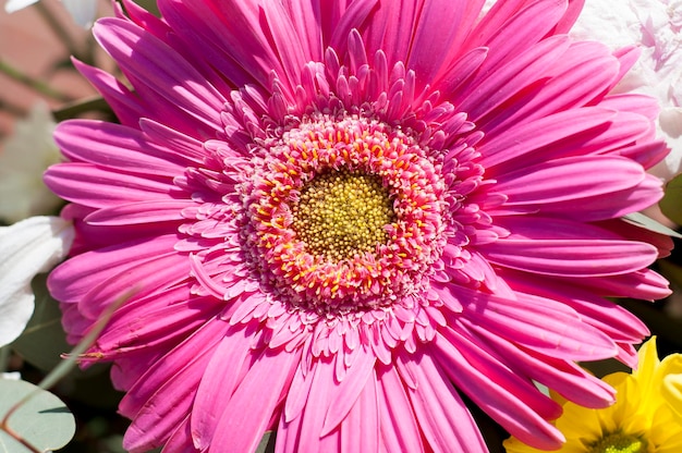 background of flowers and nature, spring concept and joy