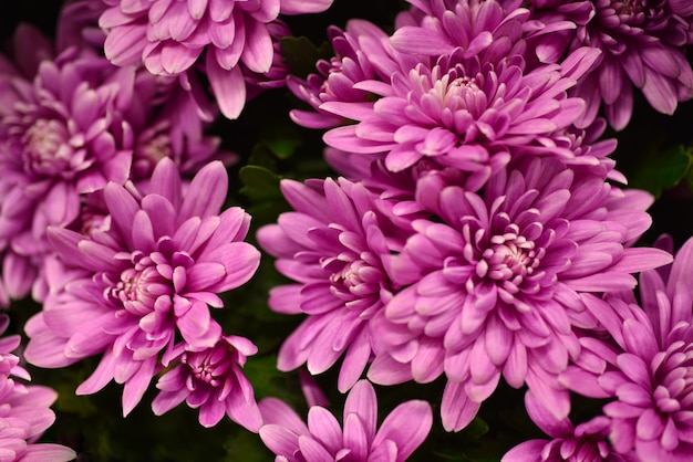 Фон цветы фиолетовые хризантемы
