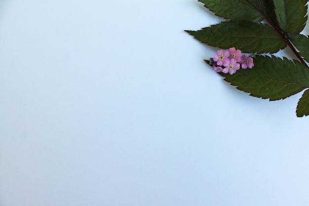 白い紙の上の背景の花