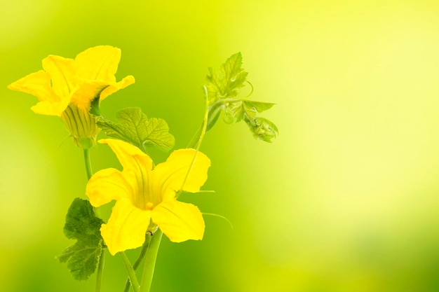 Foto fiori di sfondo gialli cucurbita ficifolia flor de sambo