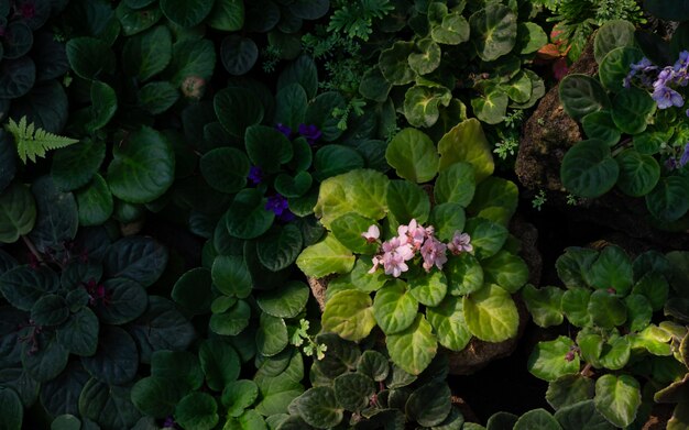 Background of foliage